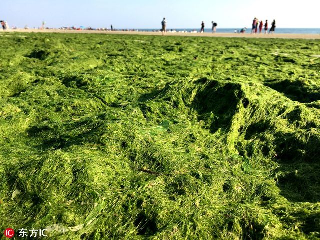 北海银滩海藻泛滥